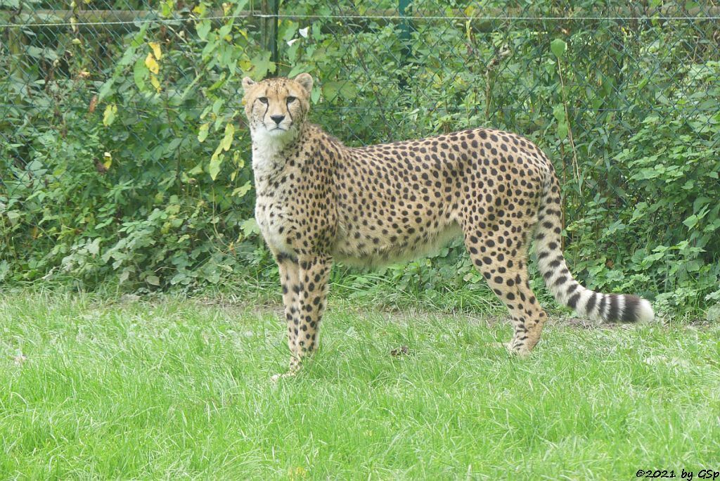 Südafrikanischer Gepard