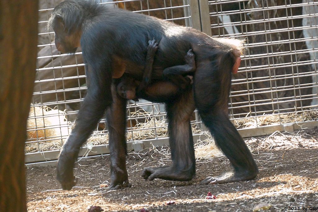 Bonobo (Zwergschimpanse)