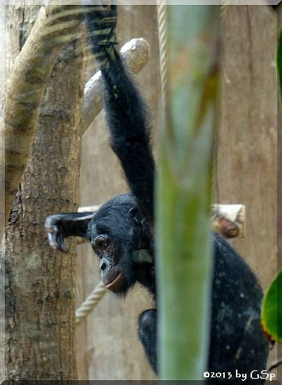 Bonobo