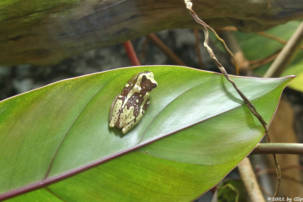 Bromelien-Laubfrosch