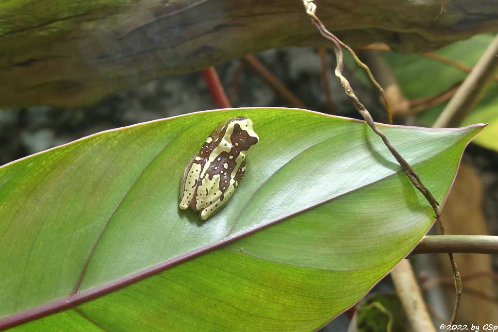 Bromelien-Laubfrosch