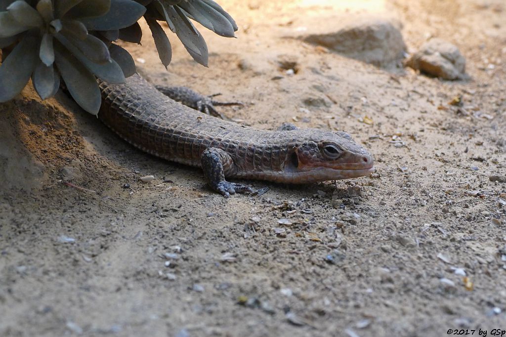 Braune Schildechse (Sudan-Schildechse)