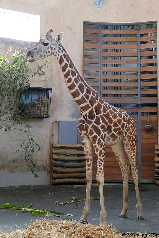 Rothschildgiraffe (Uganda-Giraffe)