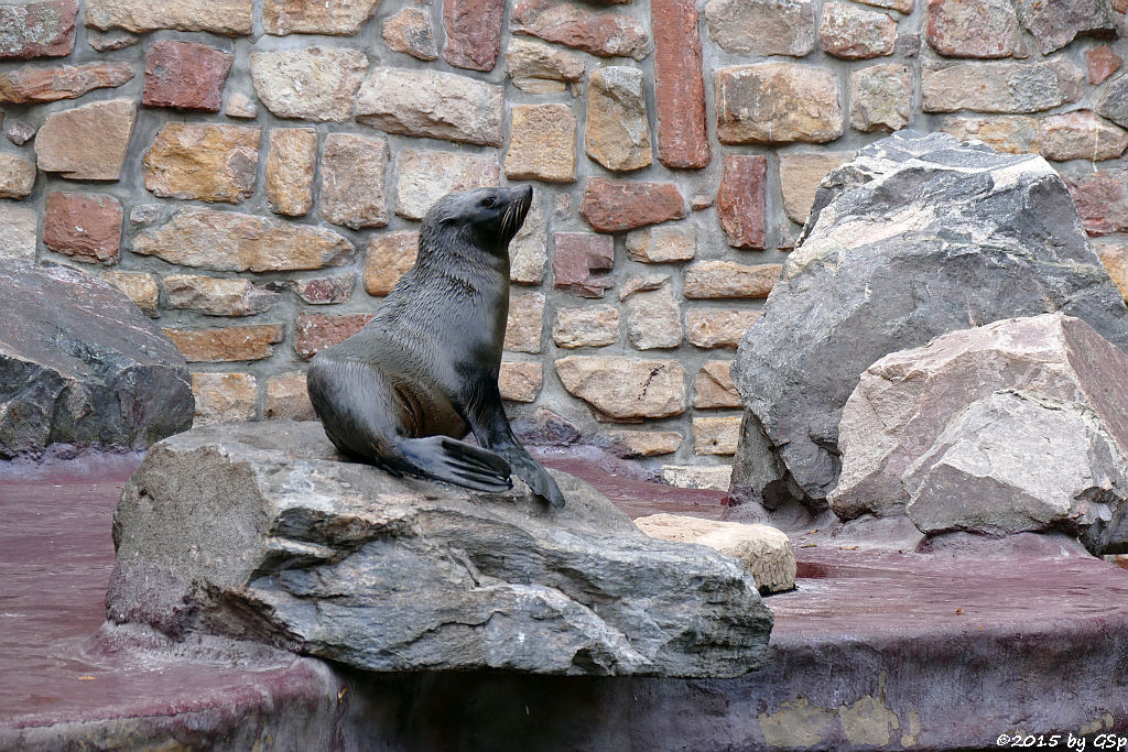 Südamerikanischer Seebär