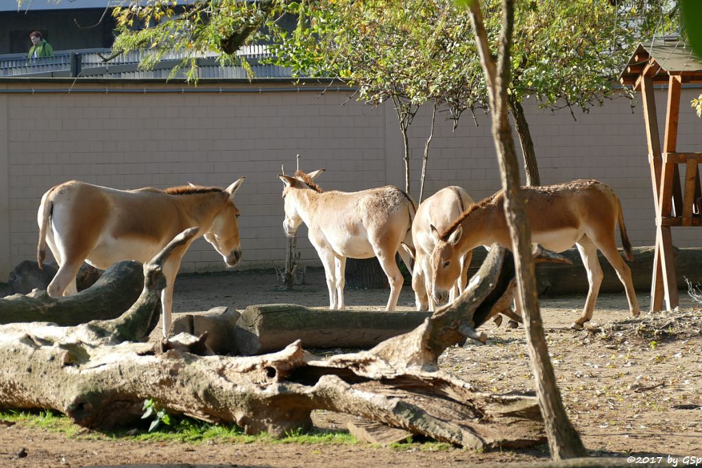 Onager (Persischer Halbesel)