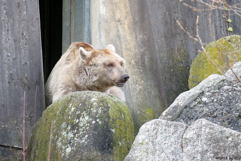 Syrischer Braunbär