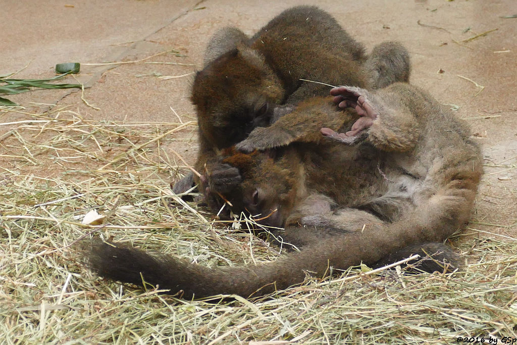 Großer Bambuslemur