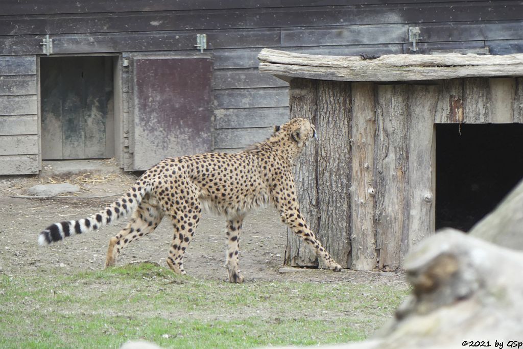 Südafrikanischer Gepard