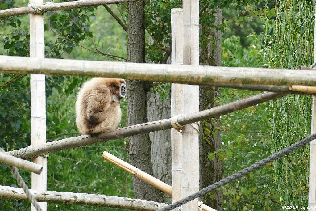 Weißhandgibbon (Lar)