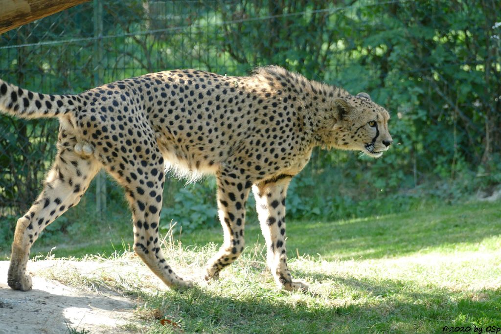 Südafrikanischer Gepard