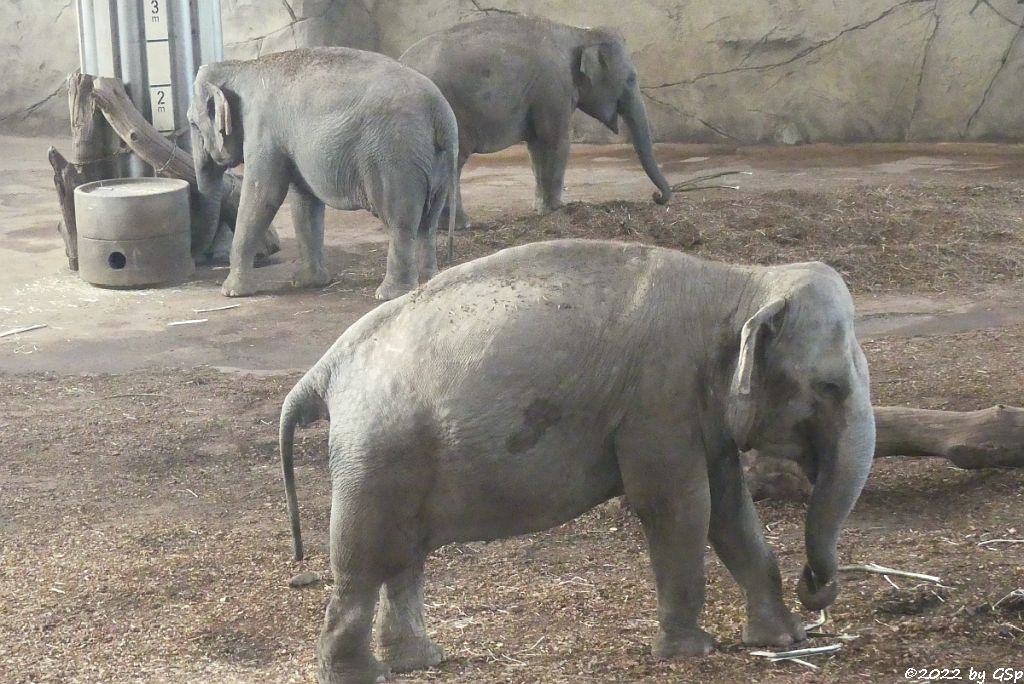 TONG KOON, LAONGDAW, MARLAR