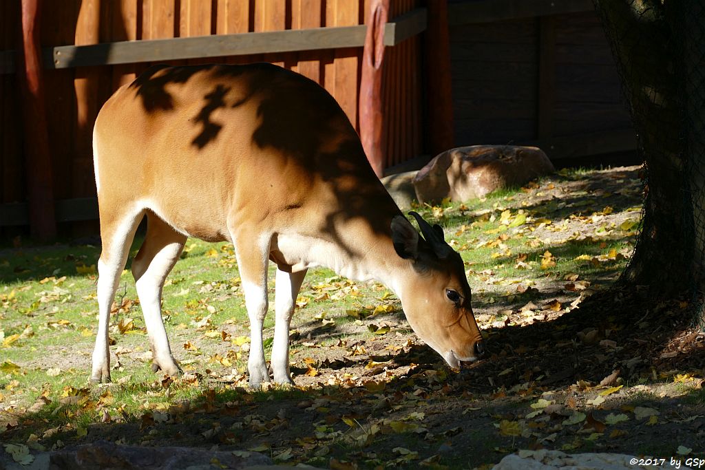 Java-Banteng