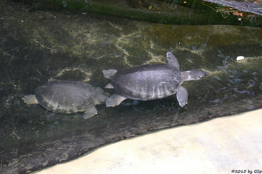 Neuguinea-Weichschildkröte