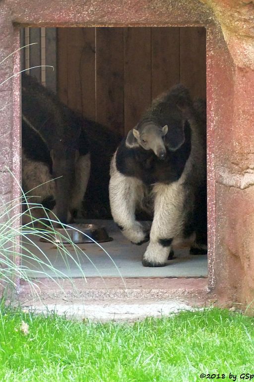 Großer Ameisenbär