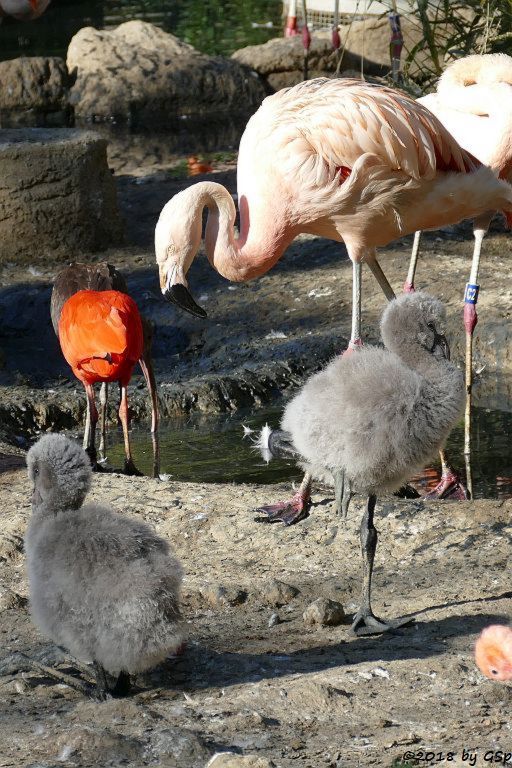 Chileflamingo (Chilenischer Flamingo), Roter Sichler (Scharlachsichler, Rotibis)