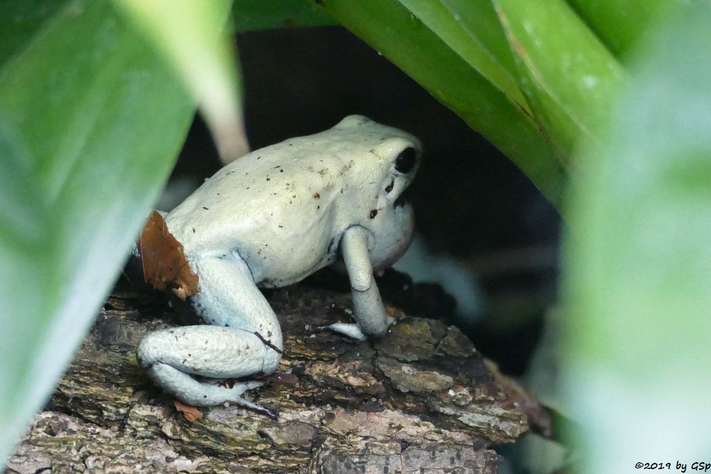 Goldener Pfeilgiftfrosch (Schrecklicher Pfeilgiftfrosch)