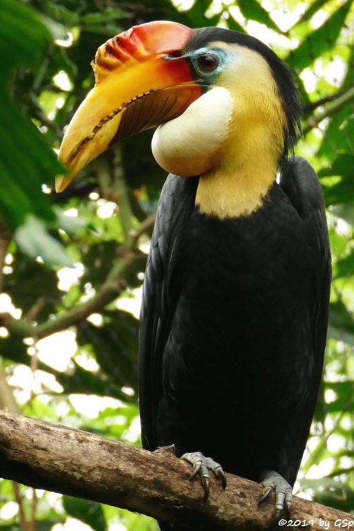 Runzelhornvogel (Furchenschnabel-Hornvogel)