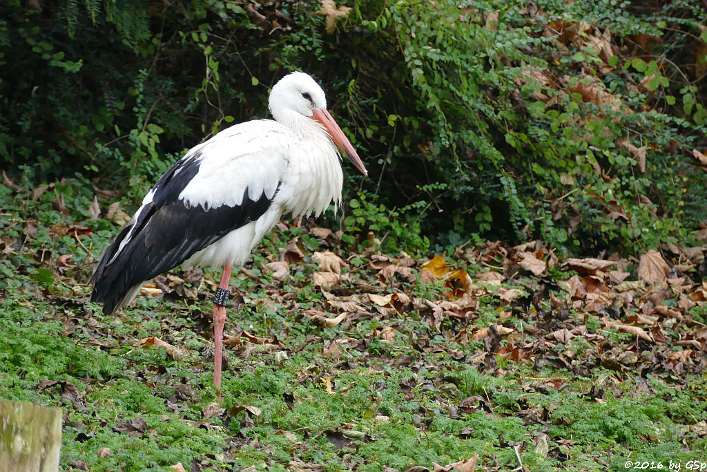 Weißstorch