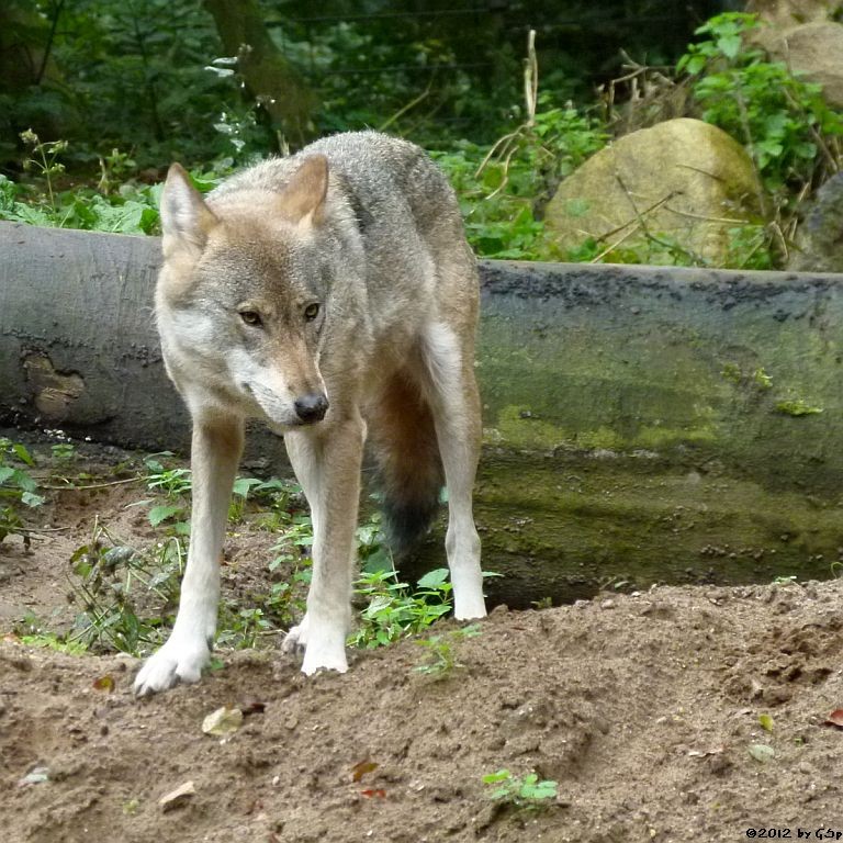 Europäischer Wolf