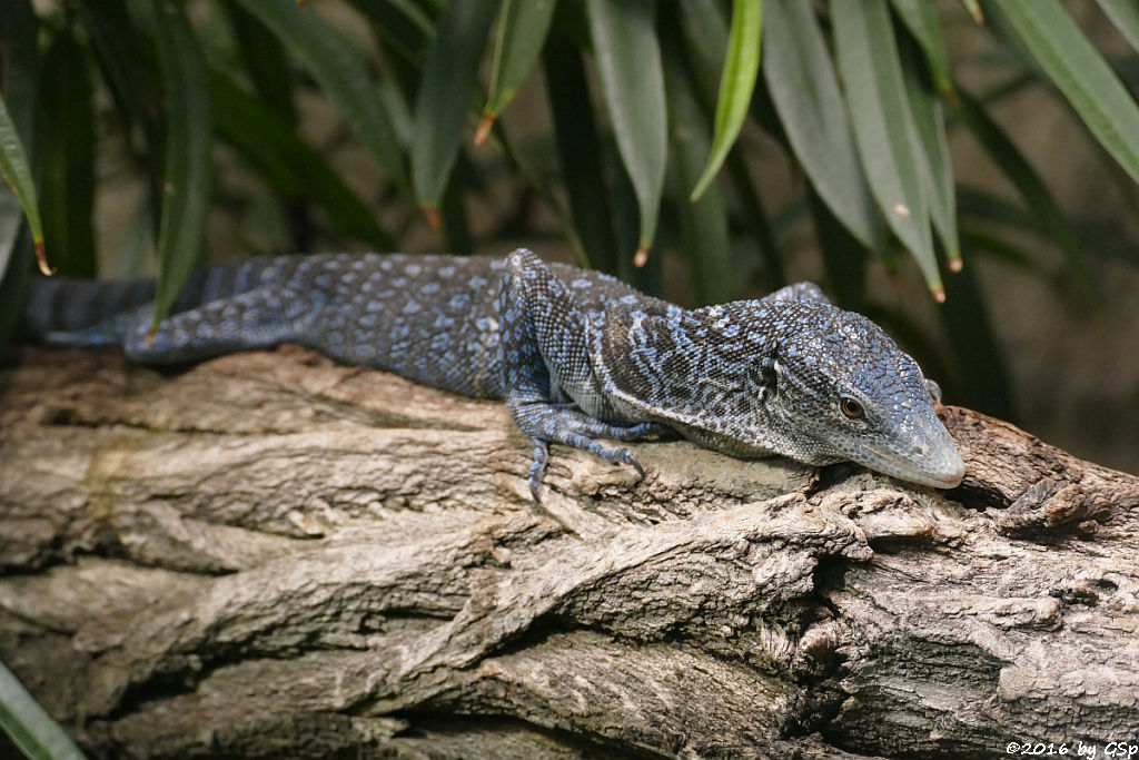 Blaugefleckter Baumwaran (Blauer Baumwaran)