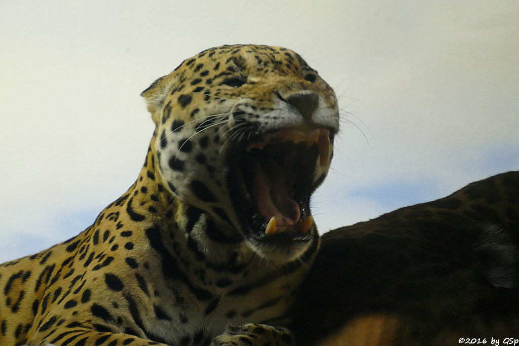 Jaguar