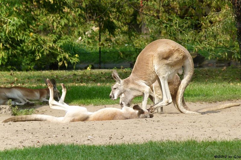 Rotes Riesenkänguru