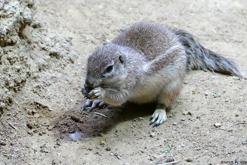 Kap-Borstenhörnchen