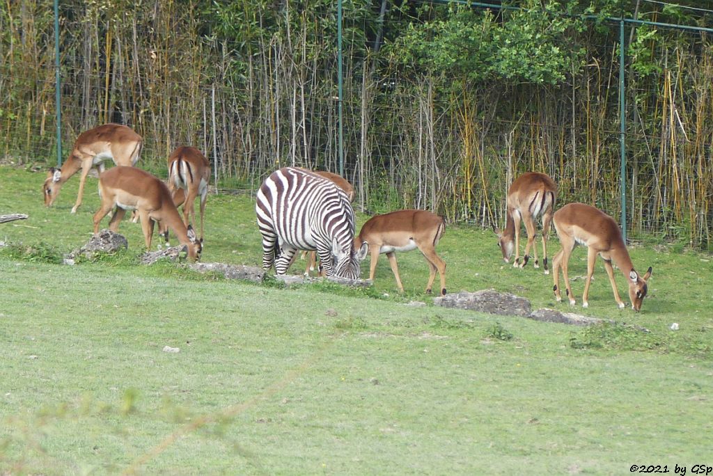 Impala (Schwarzfersenantilope), Böhm-Steppenzebra (Grant-Zebra)