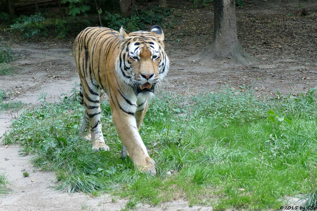 Sibirischer Tiger (Amurtiger)