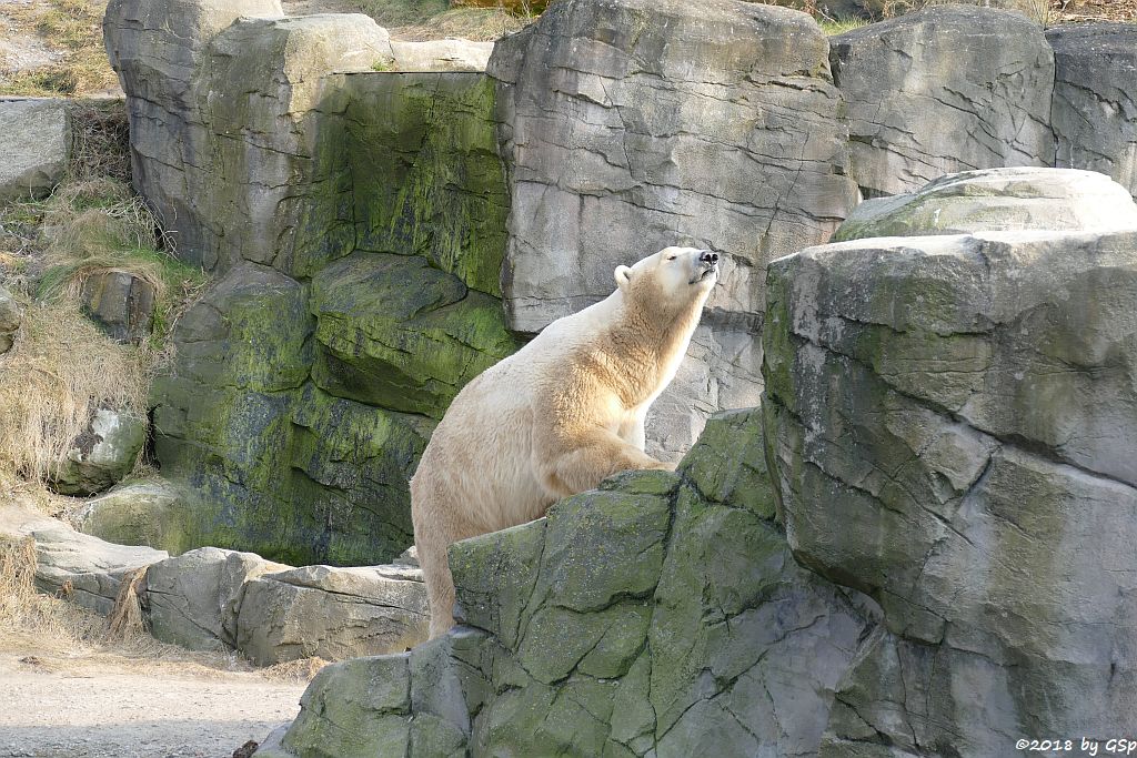 Eisbär (Polarbär)