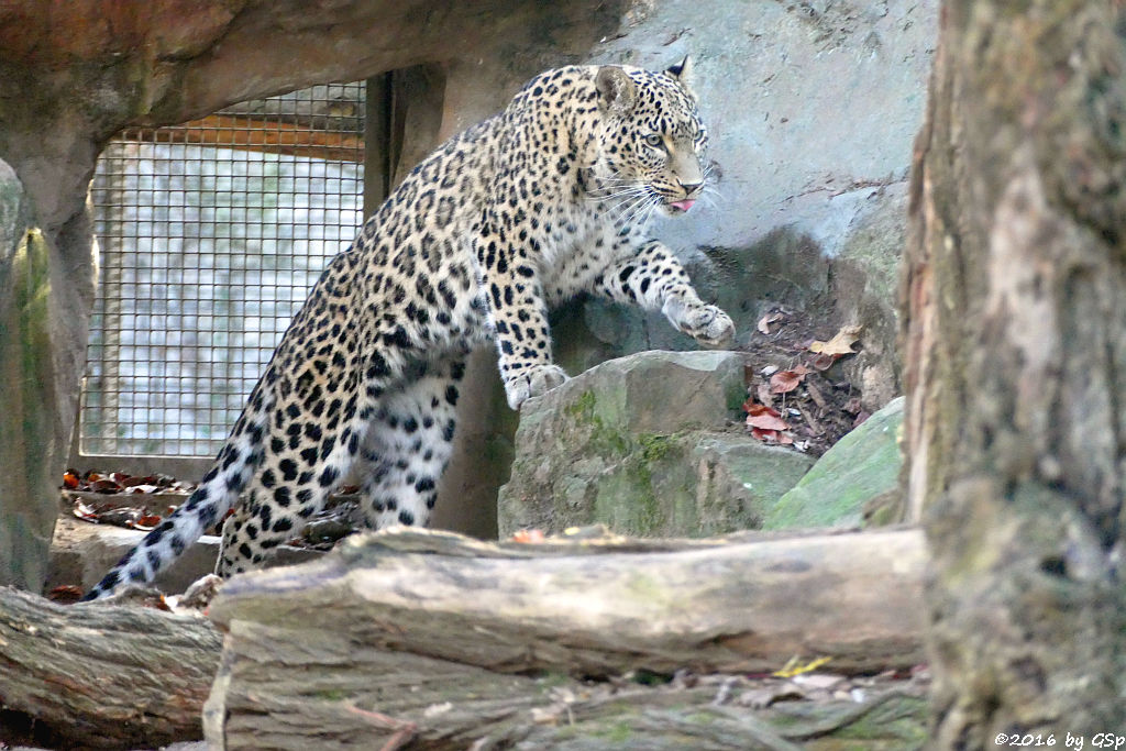 Nordpersischer Leopard (Afghanischer Leopard)