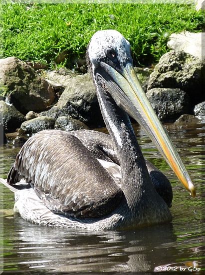 Chile-Pelikan