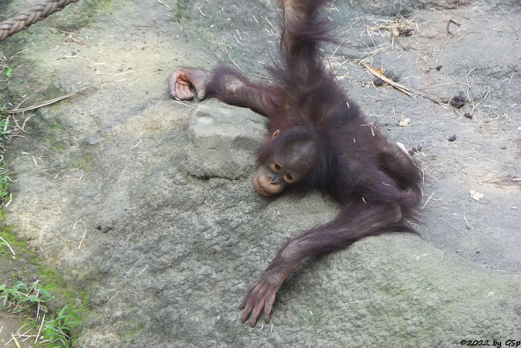 Borneo-Orang-Utan