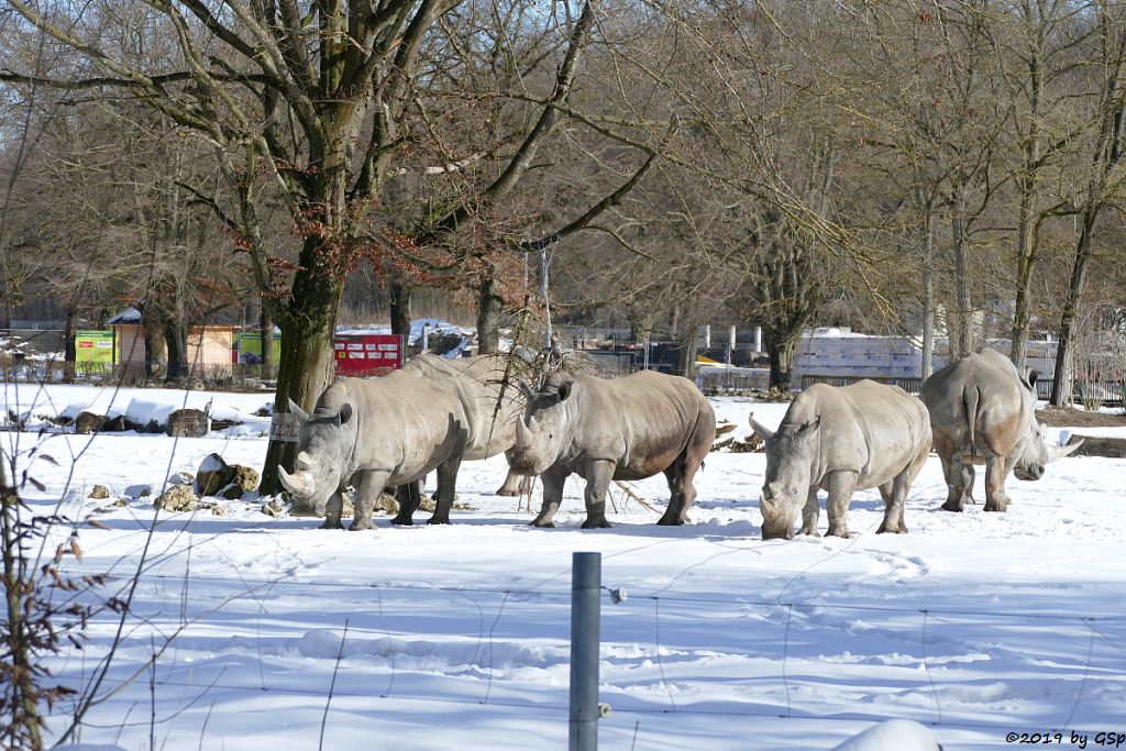 Südliches Breitmaulnashorn