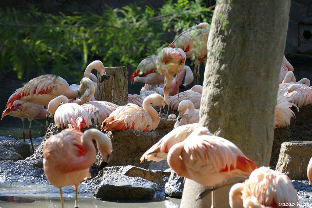 Chileflamingo (Chilenischer Flamingo)