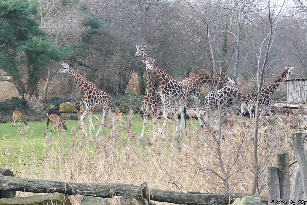 Weißnacken-Moorantilope (Mrs. Grays Wasserbock), Rothschildgiraffe (Uganda-Giraffe, Baringo-Giraffe)