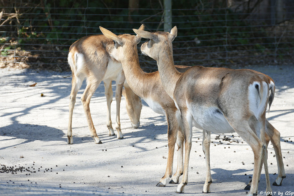 Hirschziiegenantilope