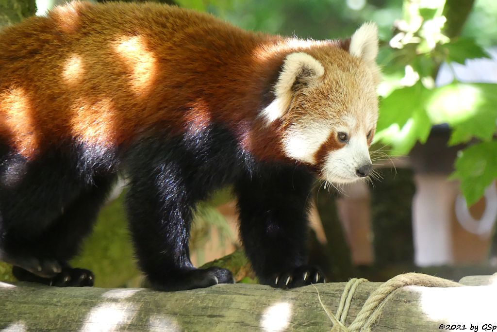 Westlicher Kleiner Panda (Westlicher Katzenbär, Nepalesischer Roter Panda)