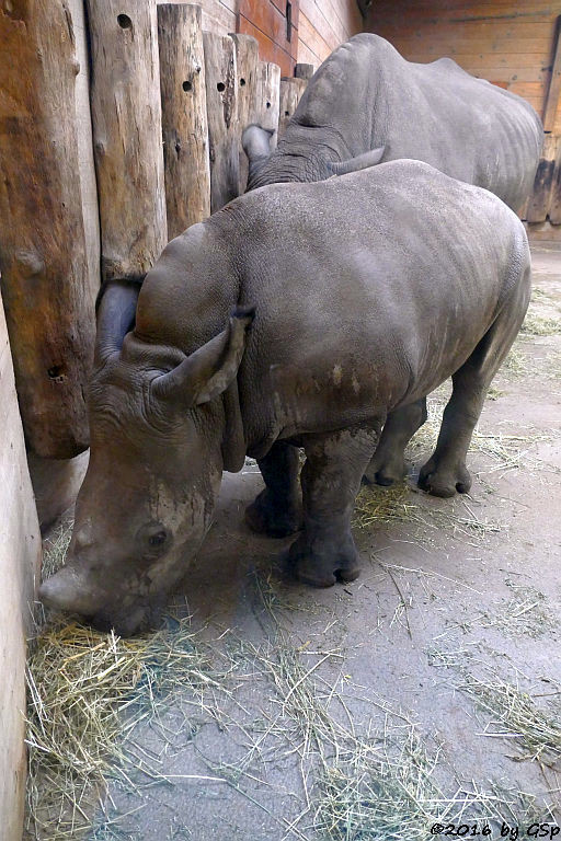 Breitmaulnashorn YETI mit Sohn TAYU, geb. am 5.9.15