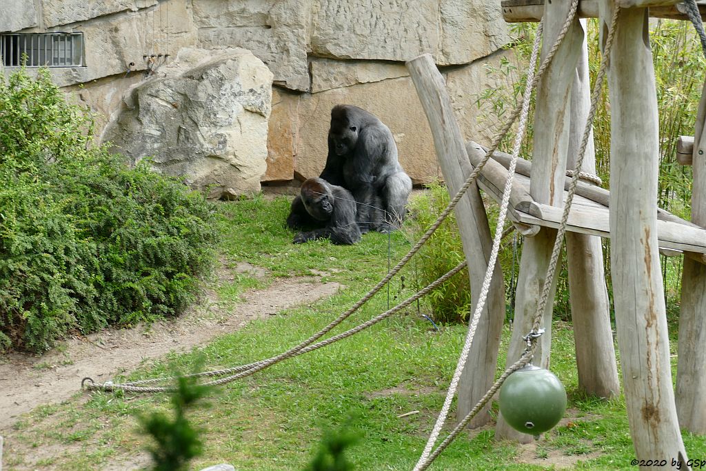 Flachlandgorilla