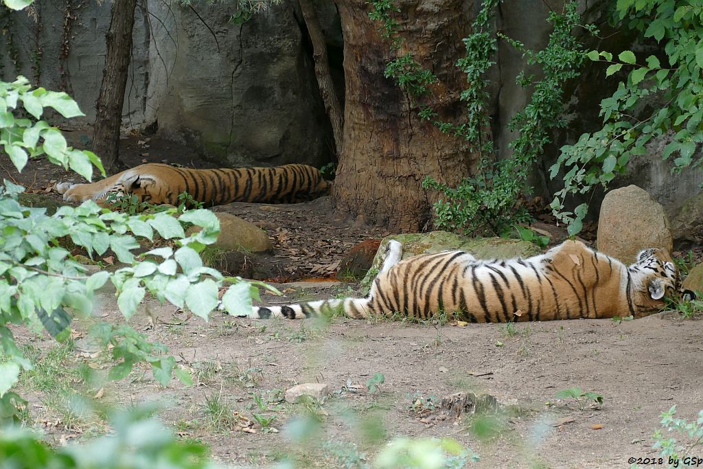 Amurtiger (Sibirischer Tiger, Mandschu-Tiger)