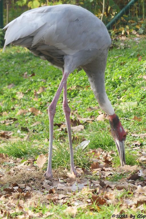 Indischer Saruskranich (Halsbandkranich)