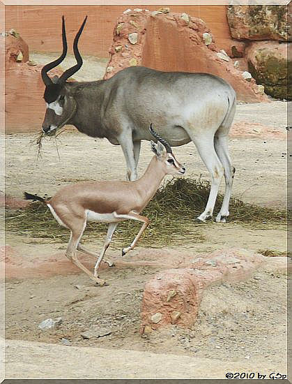 Addax (Mendesantilope) und Dorkasgazelle