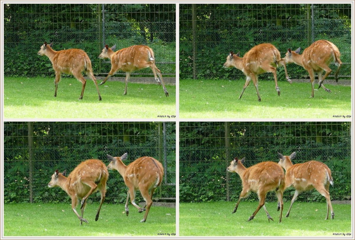 Westliche Sitatunga