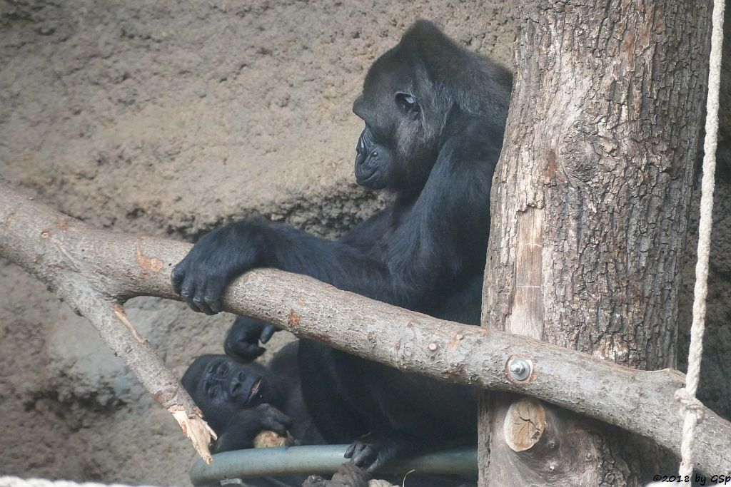 Flachlandgorilla SAWA und REBECCA