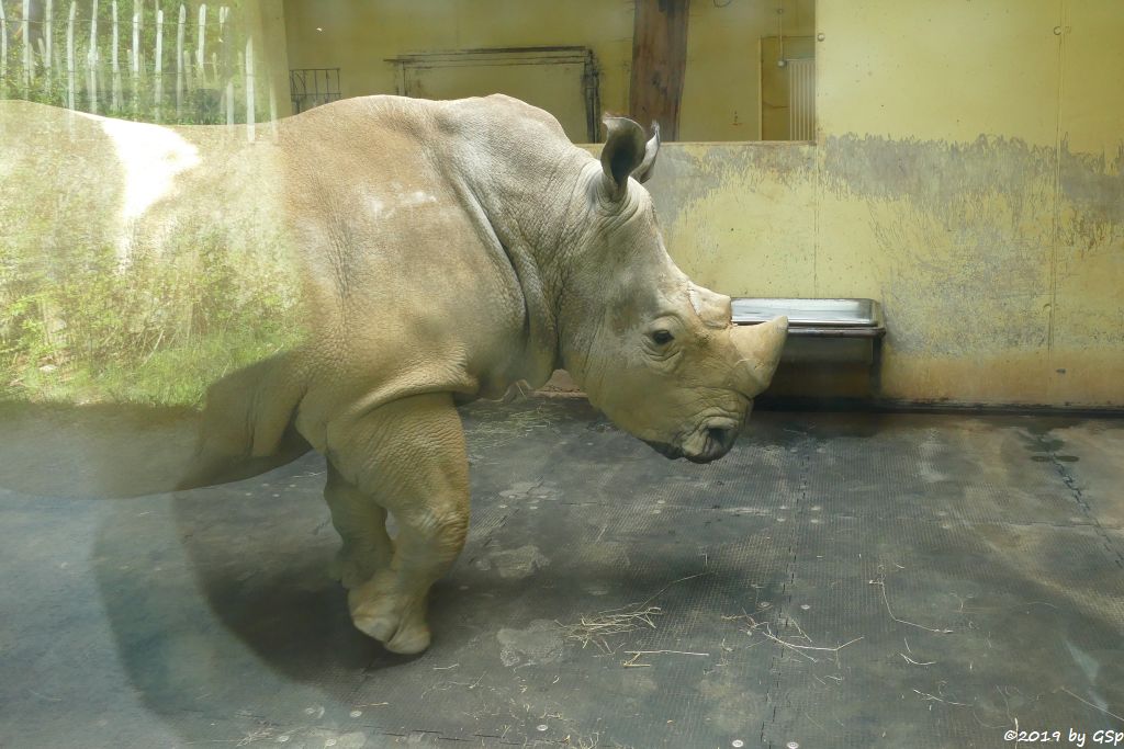 Südliches Breitmaulnashorn