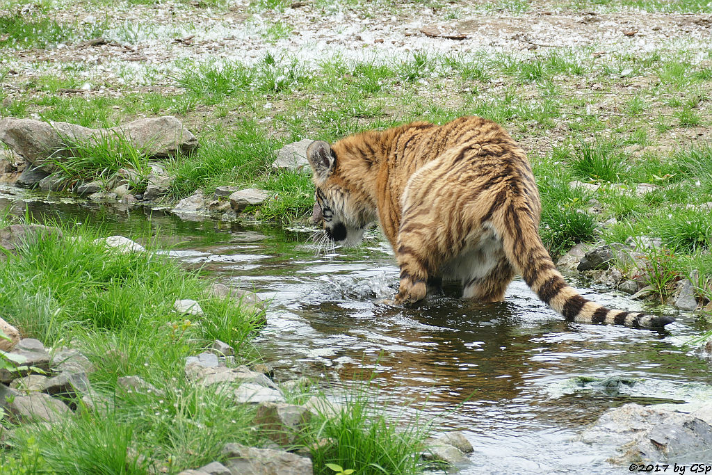 Amurtiger (Sibirischer Tiger, Mandschu-Tiger)