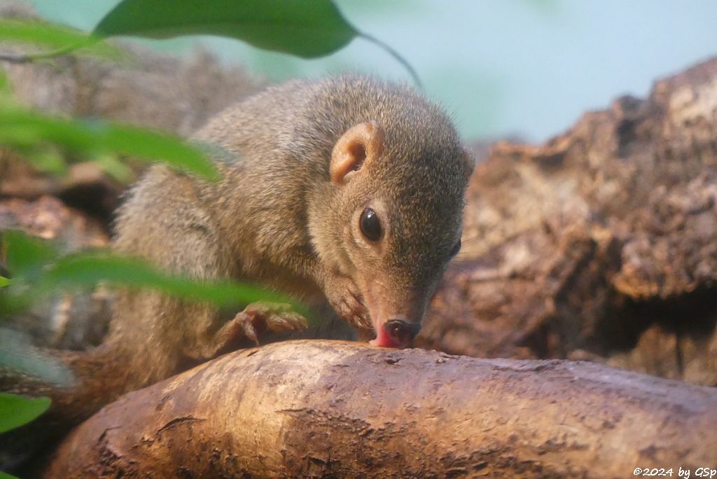 Nördliches Spitzhörnchen (Belanger-Tupaja)