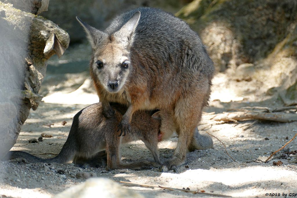 Tammarwallaby (Derbywallaby, Damakänguru)