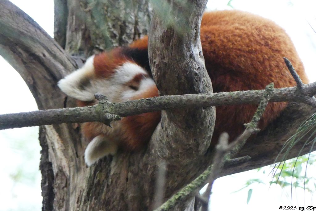 Westlicher Kleiner Panda (Westlicher Katzenbär, Nepalesischer Roter Panda)